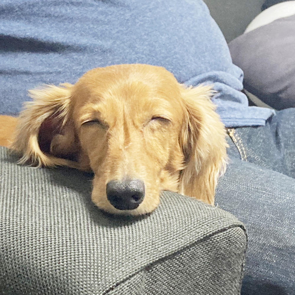 卒業犬しゅんすけくんの近況♪